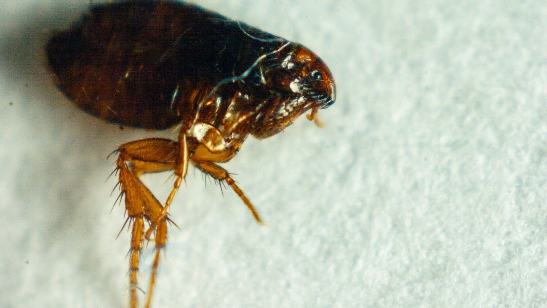 FleaFree Zone Effective Tips on Getting Rid of Fleas in Carpets