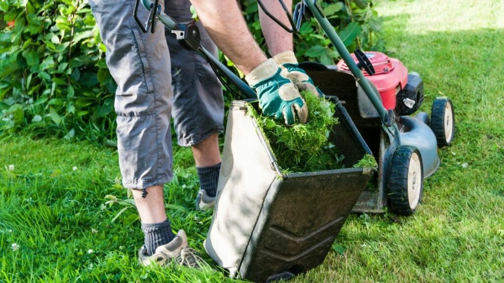 Is It Worth Paying For Lawn Care