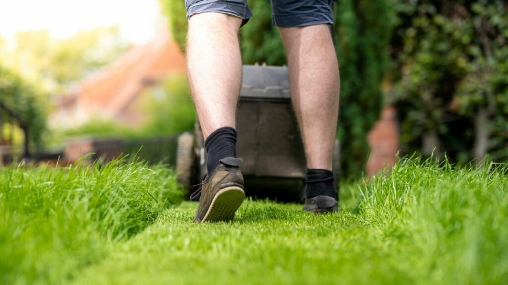 What Do Lawn Care Services Do