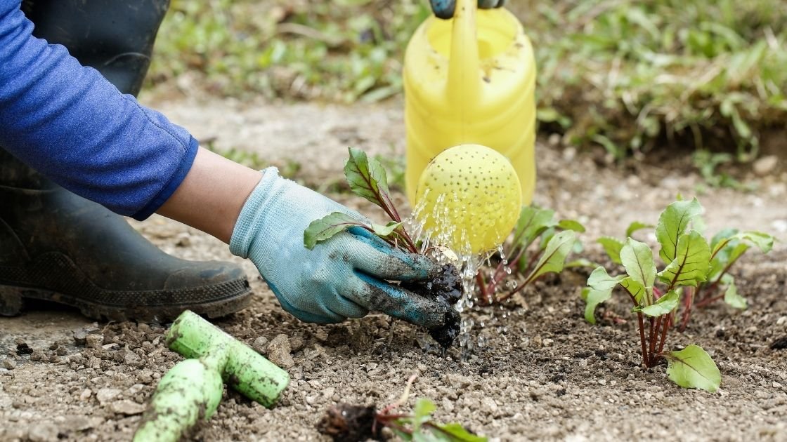 Epsom Salts in the Garden Boost Your Plants, Veggies, and Lawn Home