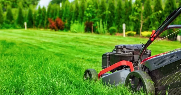 Does Mowing Sod Help It Grow