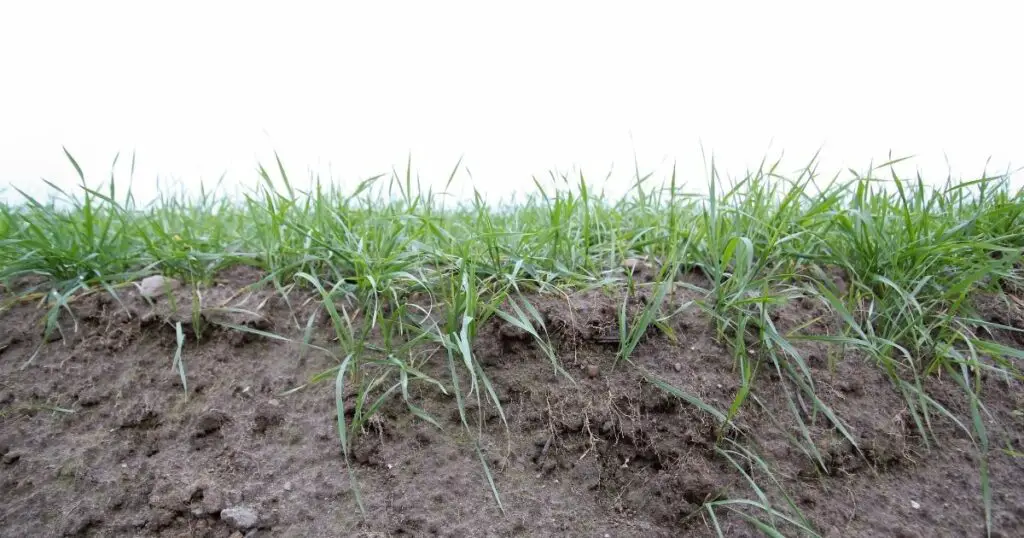 Healthy Soil