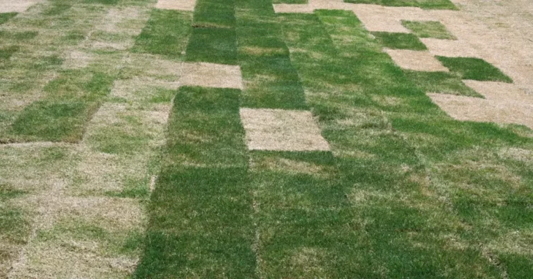 What Happens If You Mow Sod Too Soon