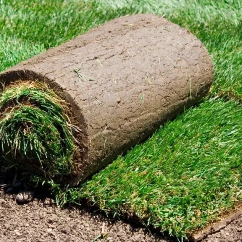 What Happens if you Don’t Mow New Sod