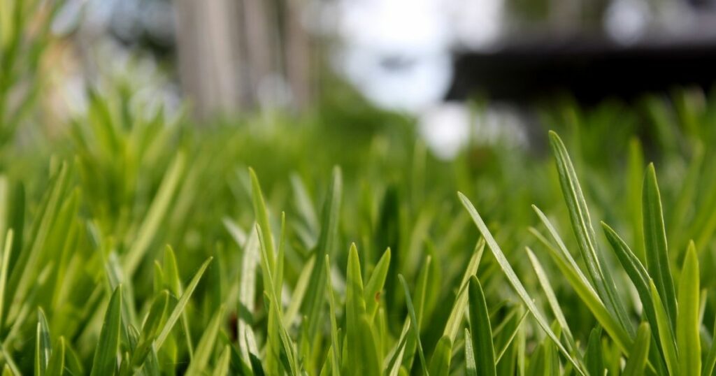 What are the Disadvantages of Organic Fertilizers