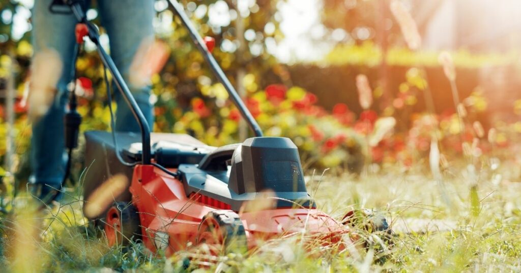 Which Type of Fertilizer is Best for You