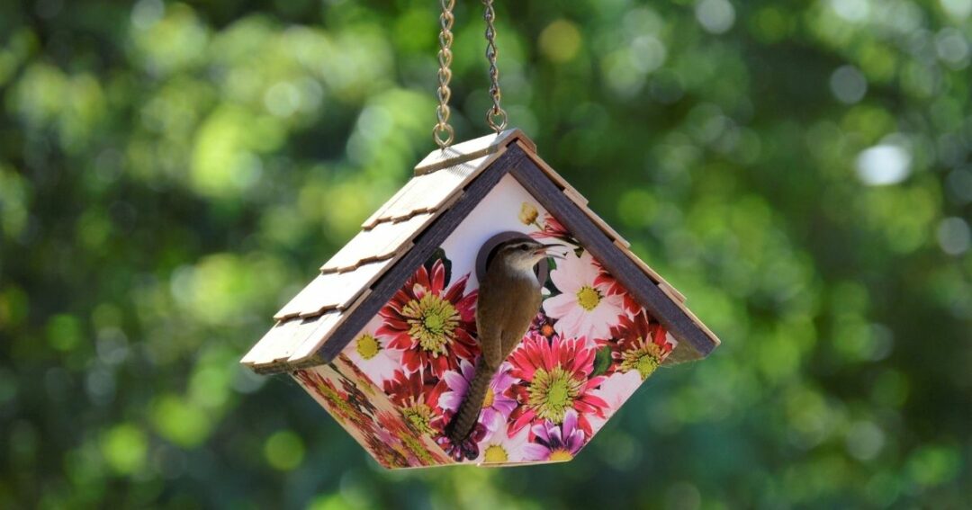 How To Attract Birds To A Birdhouse Home Decor Chat