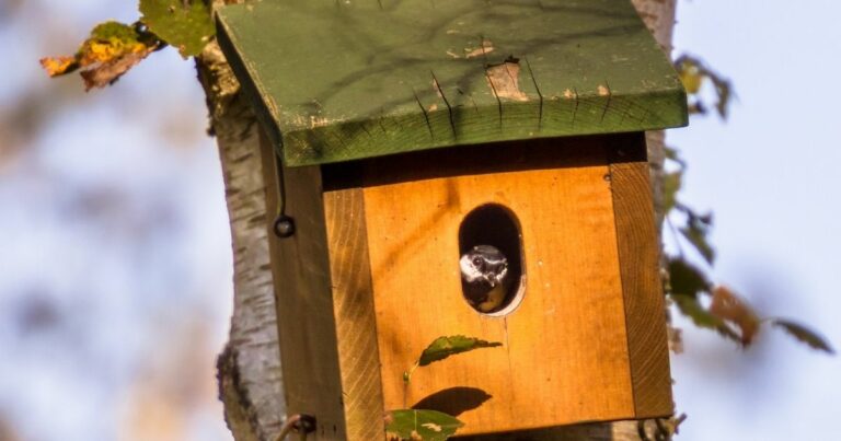 Do you put anything in a birdhouse