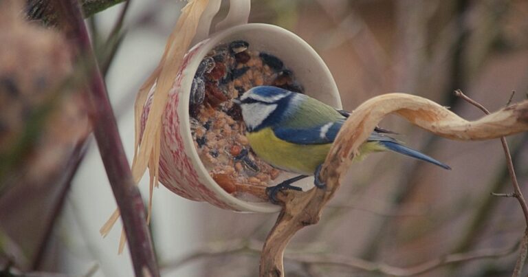 Do you put bird food in a birdhouse