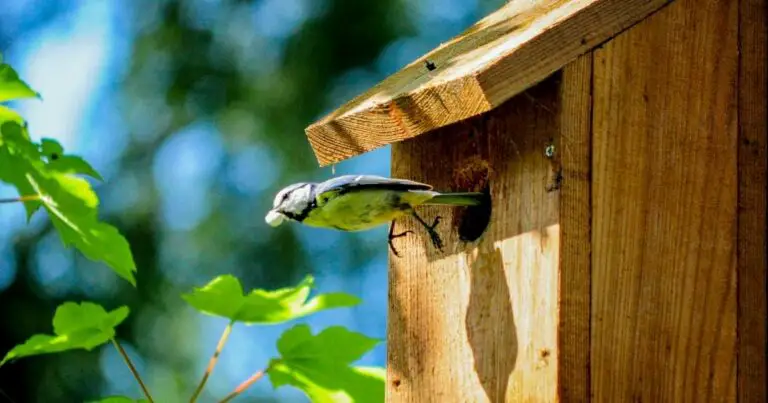 How To Attract Birds To A Birdhouse