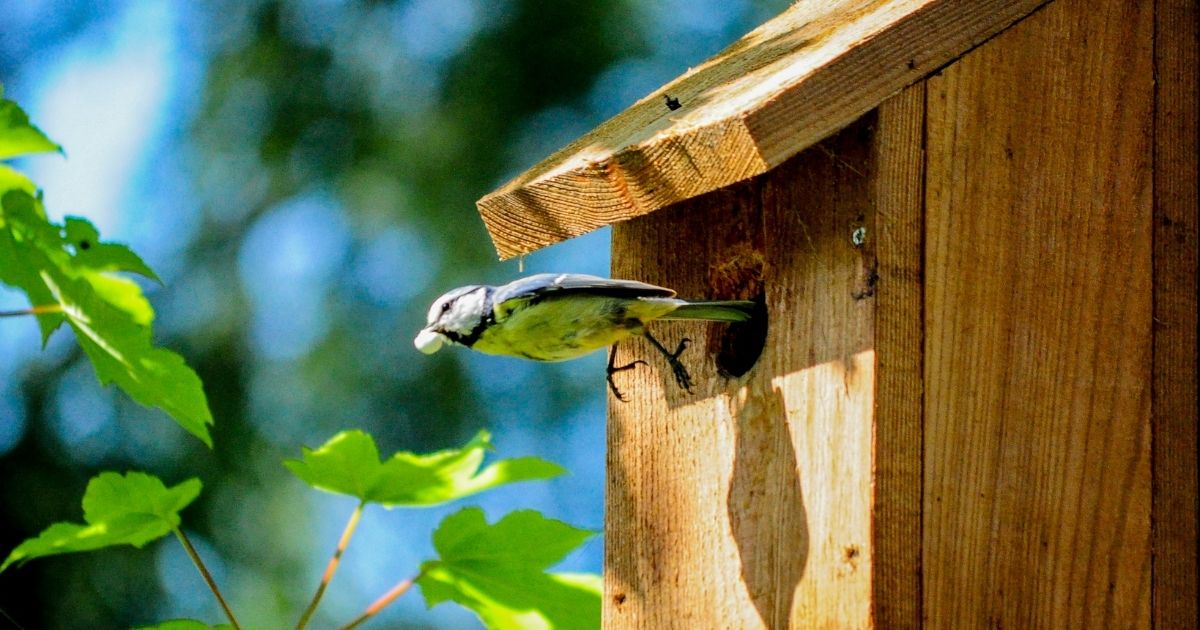 How To Attract Birds To A Birdhouse Home Decor Chat