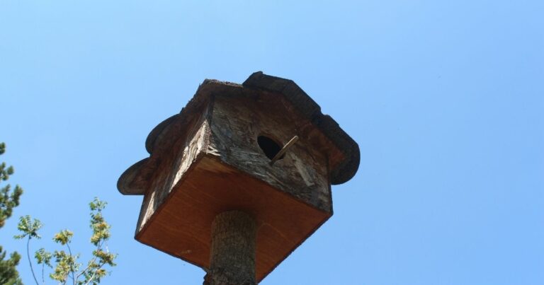 How To Get Birds To Go To Your Birdhouse