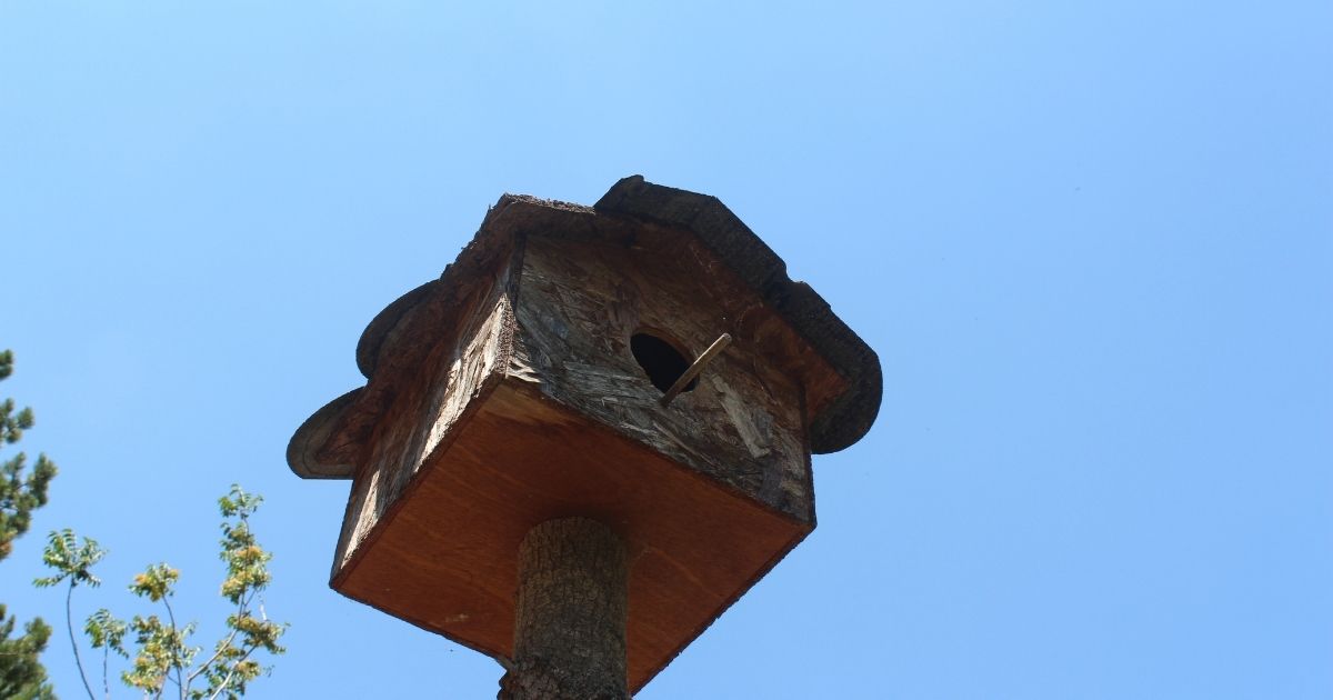 How To Get Birds To Go To Your Birdhouse Home Decor Chat
