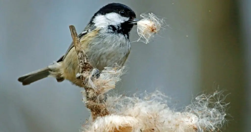 Safe nesting materials for birds