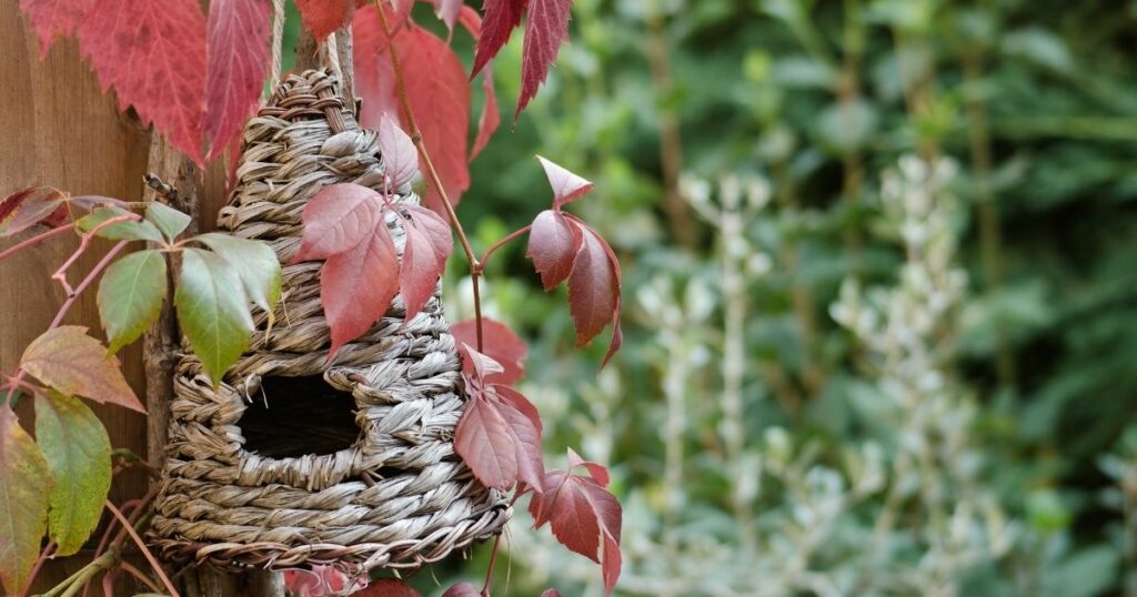 What to put in a birdhouse to attract birds