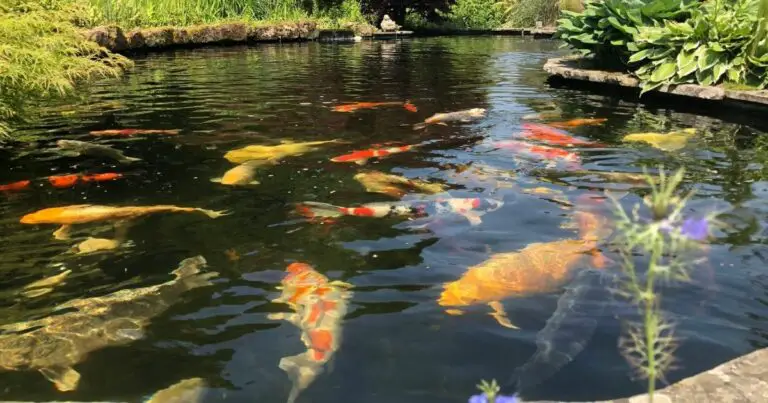 A Koi Pond in the Sun or Shade The Best Way to Keep Your Fish Healthy