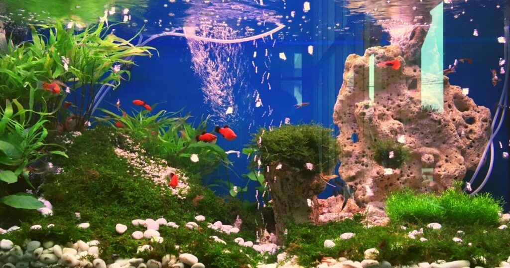 Aquarium Decorating Ideas 1