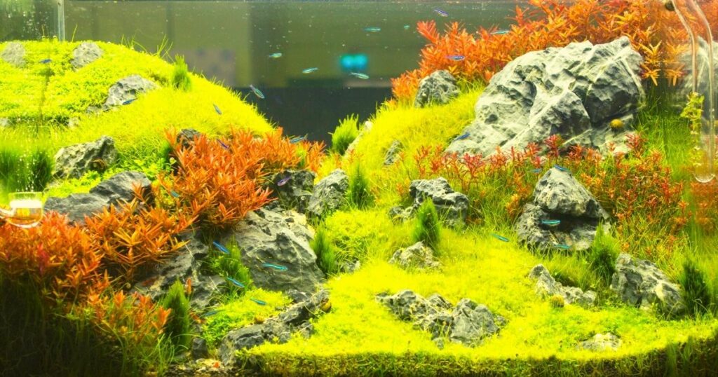 How can I decorate my fish tank on a budget? Home Decor Chat