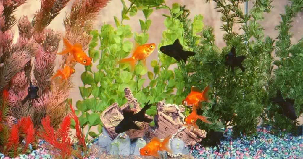 Decorate Your Fish Tank Wall to Suit Your Style