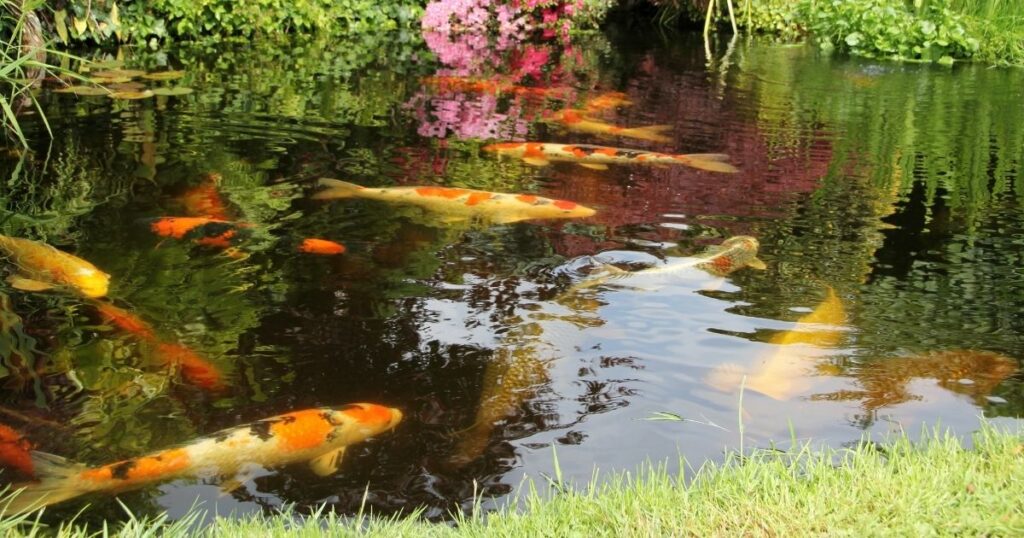 Do Your Research Before Adding a Koi Pond to Your Home