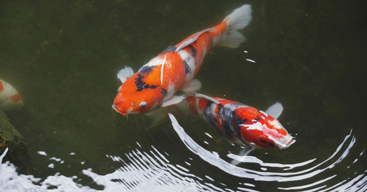 Koi as Companions Your Guide to Having Koi Fish as Pets Home Decor Chat