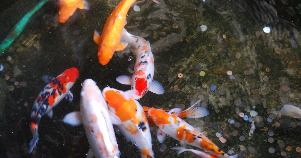 Investing in Serenity Is a Koi Pond Worth Your Money? Home Decor Chat