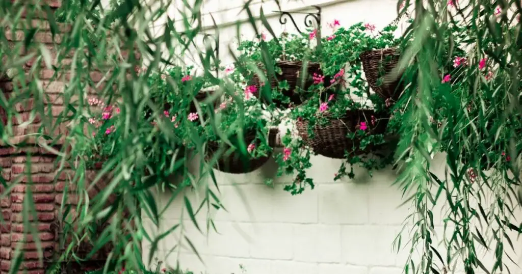 Get Your Green Thumb On Tips for Decorating with Hanging Plants