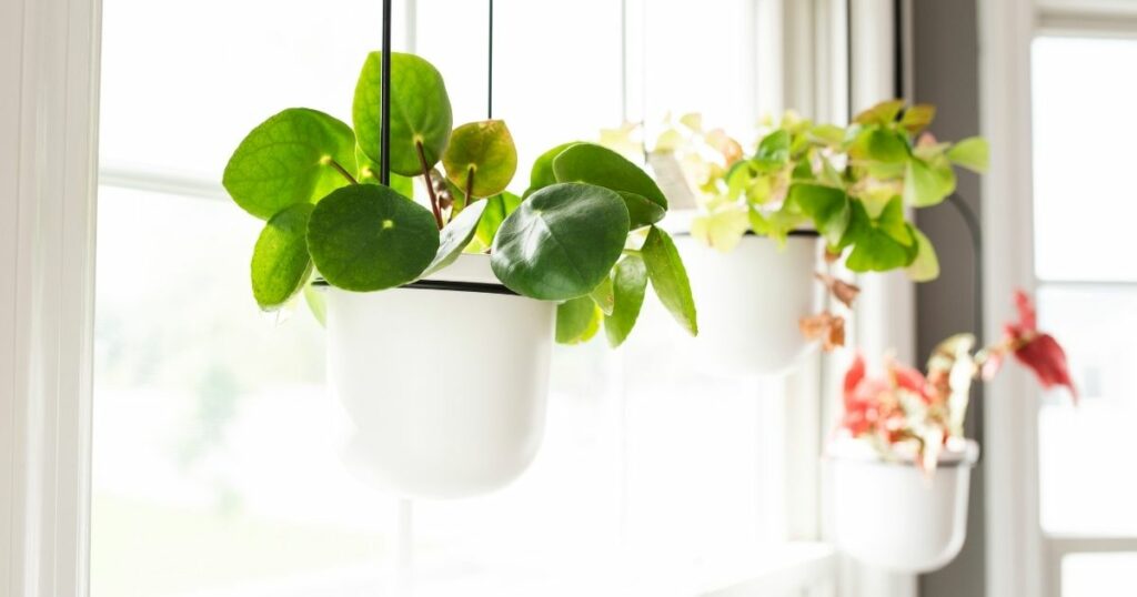 Hanging plants are a great way to add a touch of nature to your home