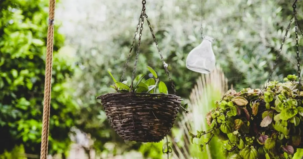 Hanging plants are the perfect way to spruce up your home