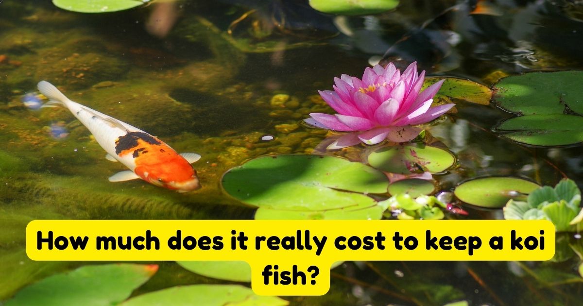 How much does it really cost to keep a Koi fish? Home Decor Chat