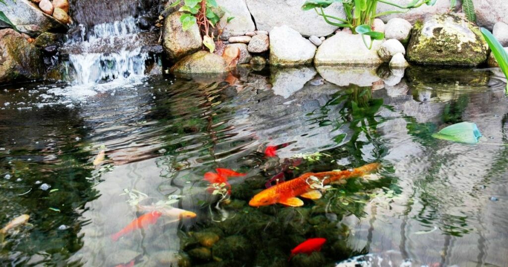 How much does it really cost to set up a koi pond