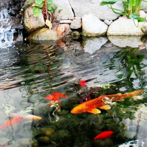 How much does it really cost to set up a koi pond