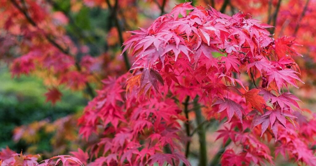 How to Plant and Care for a Japanese Maple Tree Home Decor Chat