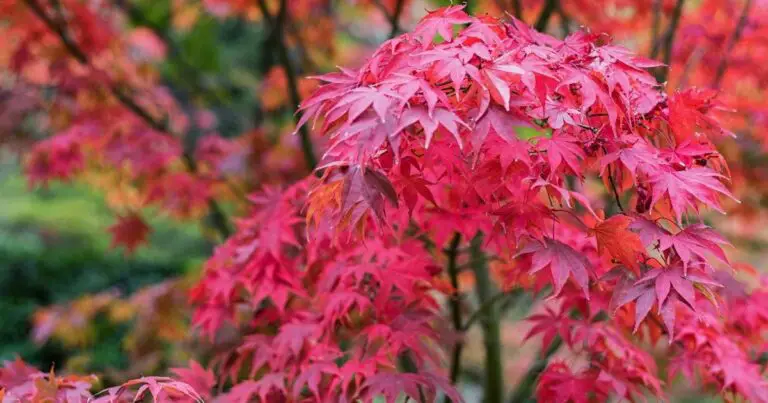 How to Plant and Care for a Japanese Maple Tree