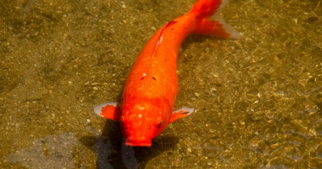How to Save Money When Creating and Maintaining a Koi Pond