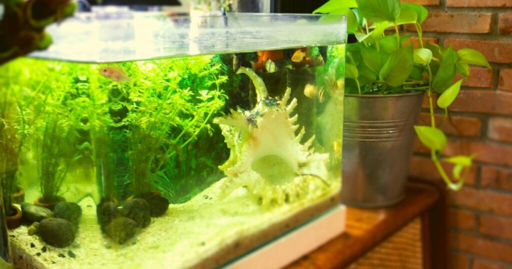 Where should a fish tank be placed in a living room? Home Decor Chat
