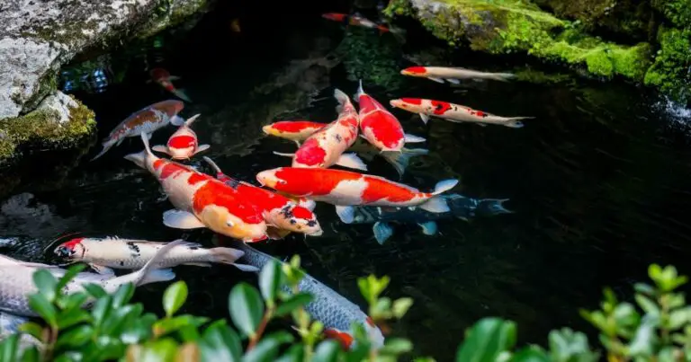 How to create a beautiful koi pond in your backyard