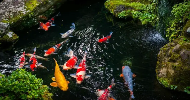 Is a Koi Pond Worth the Investment