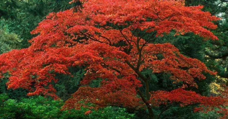 Japanese Maples How Big Do They Get