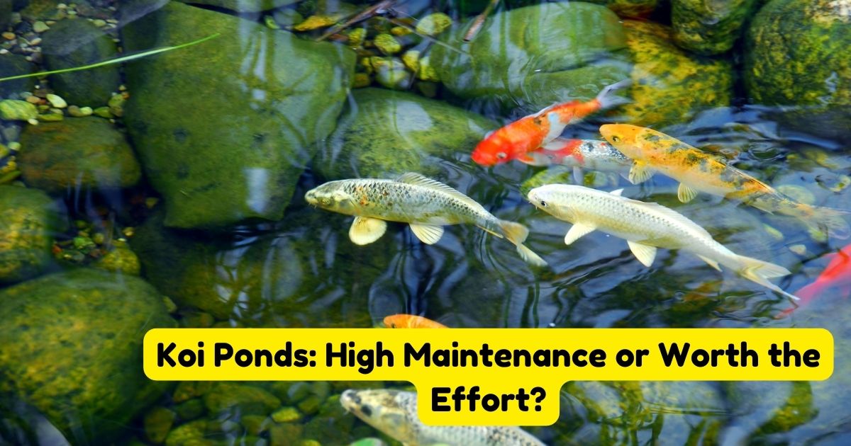 Koi Ponds High Maintenance or Worth the Effort? Home Decor Chat