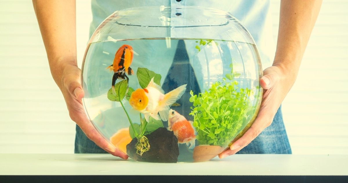 DIY Aquarium Decor Crafting Your Own Unique Underwater Accents Home