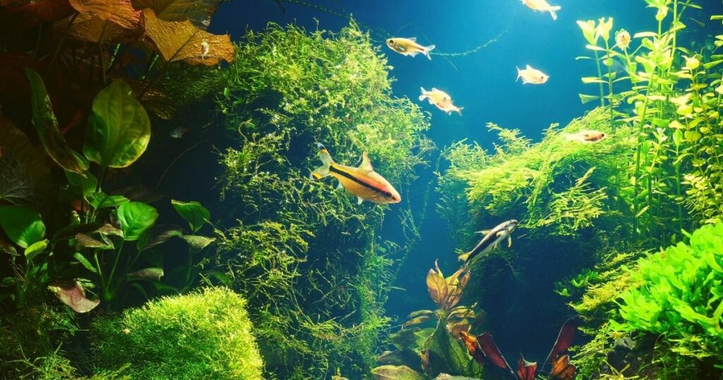 Make a splash with vibrant aquarium decorations