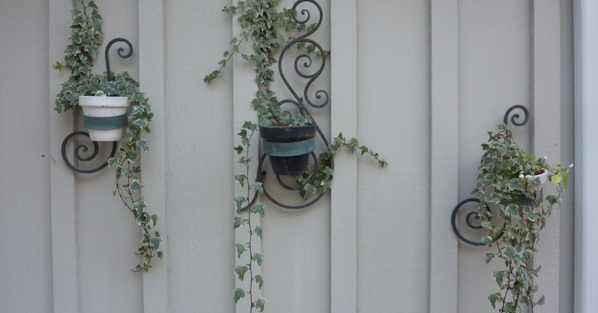 Hanging Around The Best LowMaintenance Hanging Plants Home Decor Chat