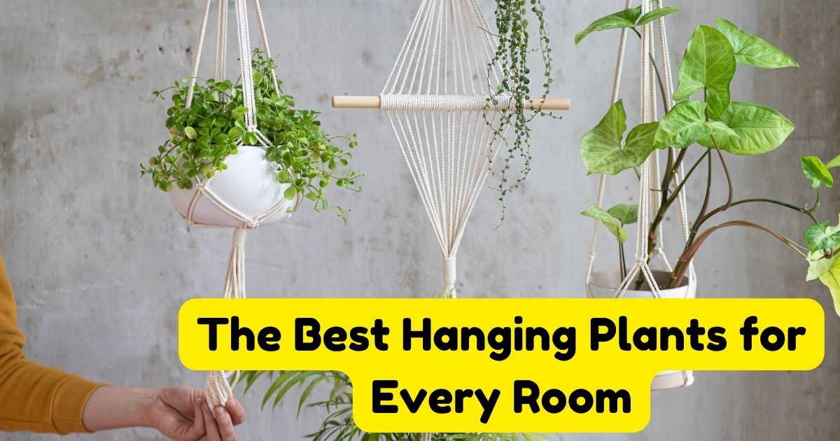 The Best Hanging Plants for Every Room Home Decor Chat