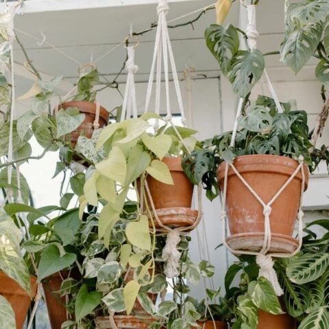 The Best Plants for Hanging Containers