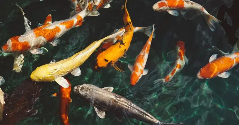 The Fascinating World of Koi Fish