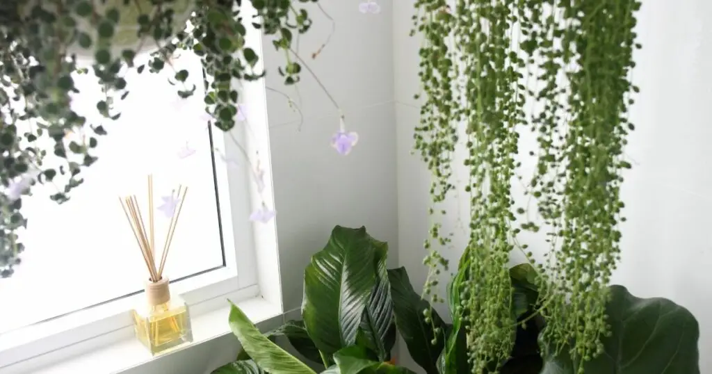 The Most Popular Houseplant for a Reason