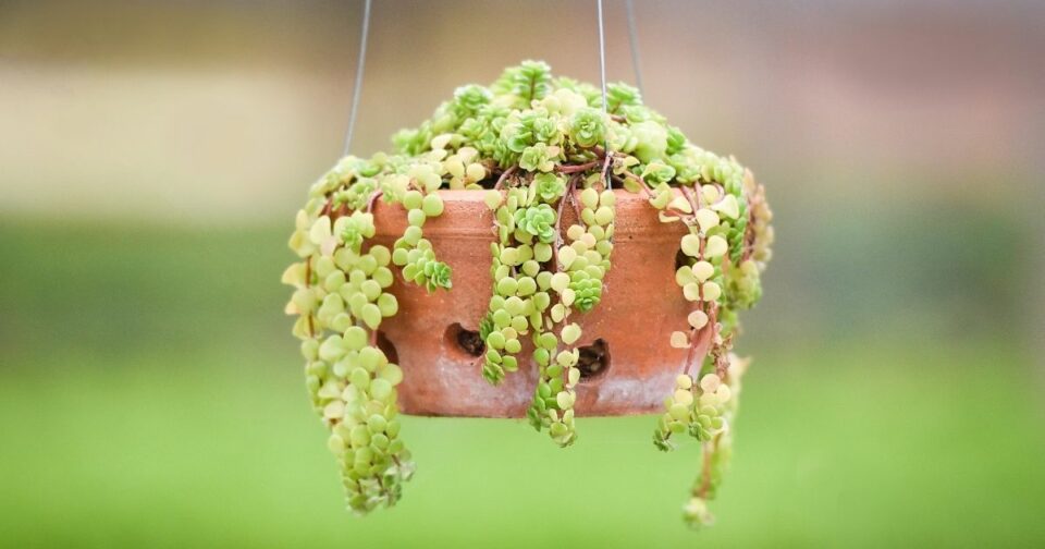 Hanging Around The Best LowMaintenance Hanging Plants Home Decor Chat