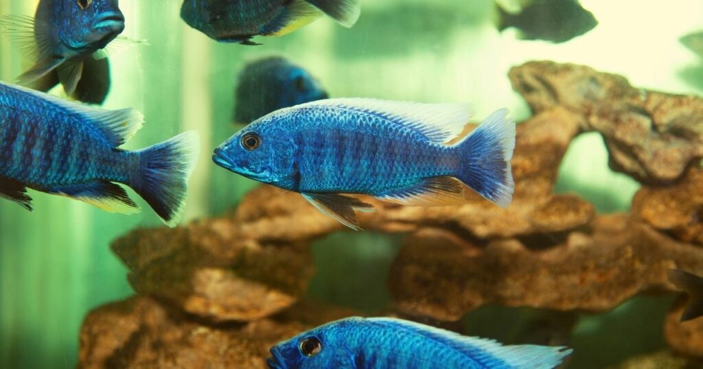 Tips For a Clean and Healthy Fish Tank Wall