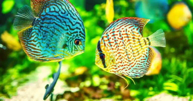 What decorations are safe for fish tanks